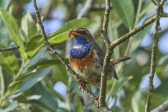 debyl-photography_Blaukehlchen