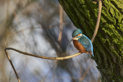 debyl-photography_Eisvogel