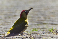 debyl-photography_Gruenspecht