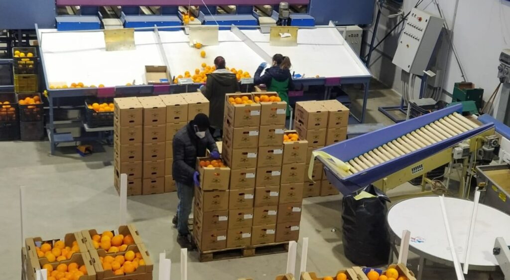 Arbeiter packen Orangen ein