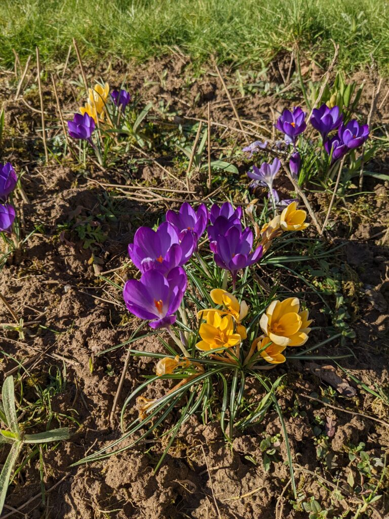 Krokusse im Frühling