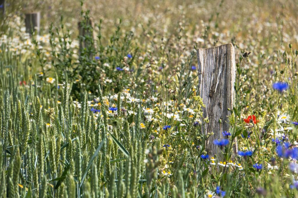 Blumenwiese